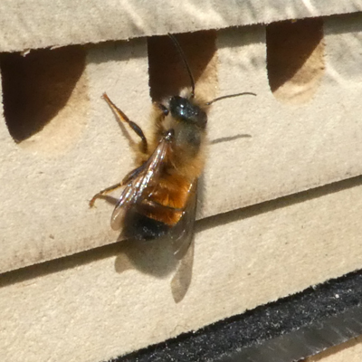Biene schlüpft in das Hotel
